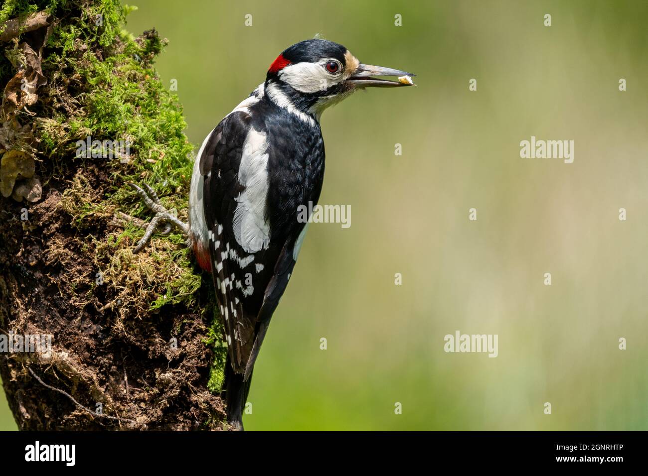 Male Great spotted Woodpecker perched on a moss covered tree trunk Stock Photo