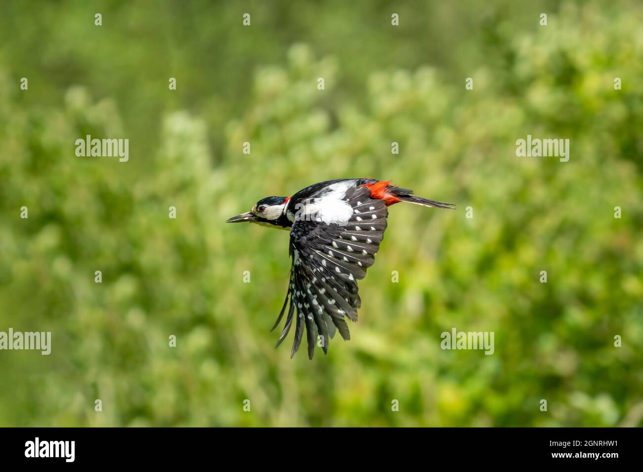 Great spotted woodpecker taking flight from its perch in search of food Stock Photo