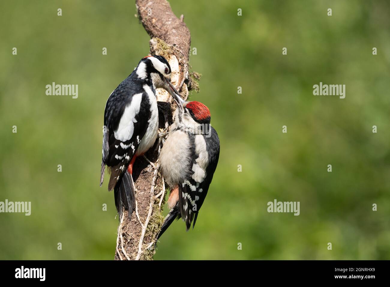 Male great spotted wood pecker feeding its young offspring on a small tree trunk Stock Photo
