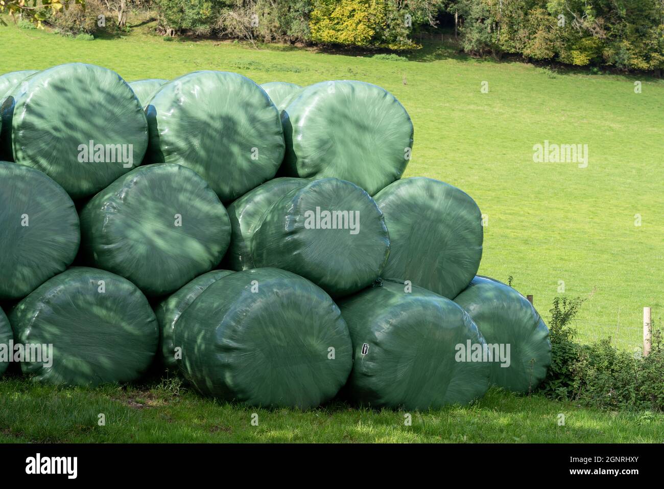 Farmers stored bales of polythene wrapped silage grass for animal livestock feed Stock Photo