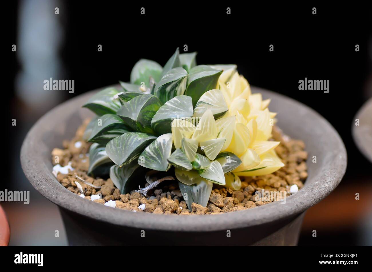 Haworthia ,Haworthia tsukikage or cactus or succulents Stock Photo
