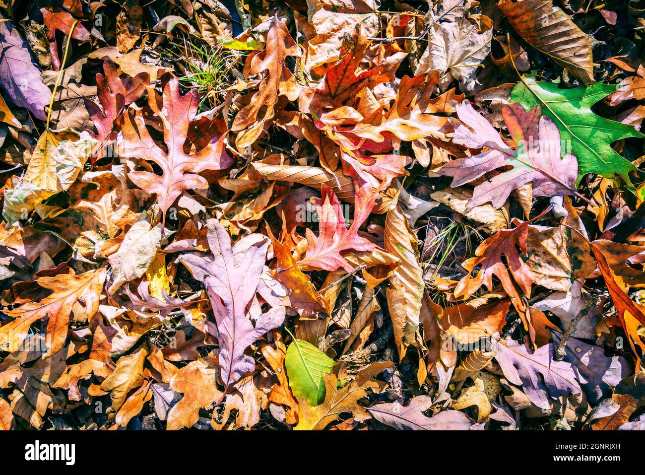 Close-up image of fallen leaves on the ground Stock Photo