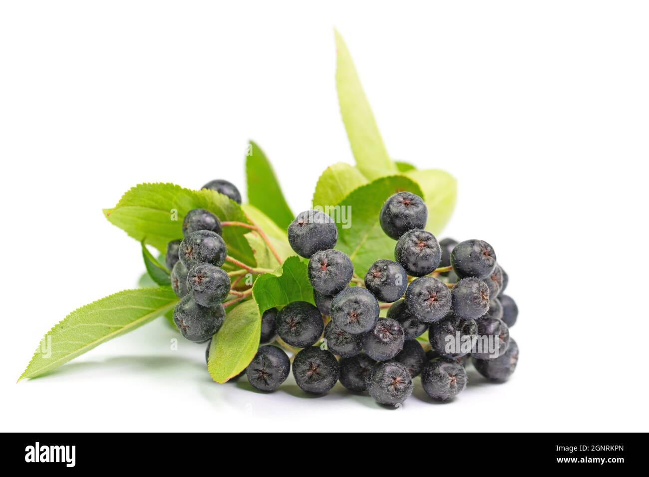 Aronia berries isolated against a white background Stock Photo