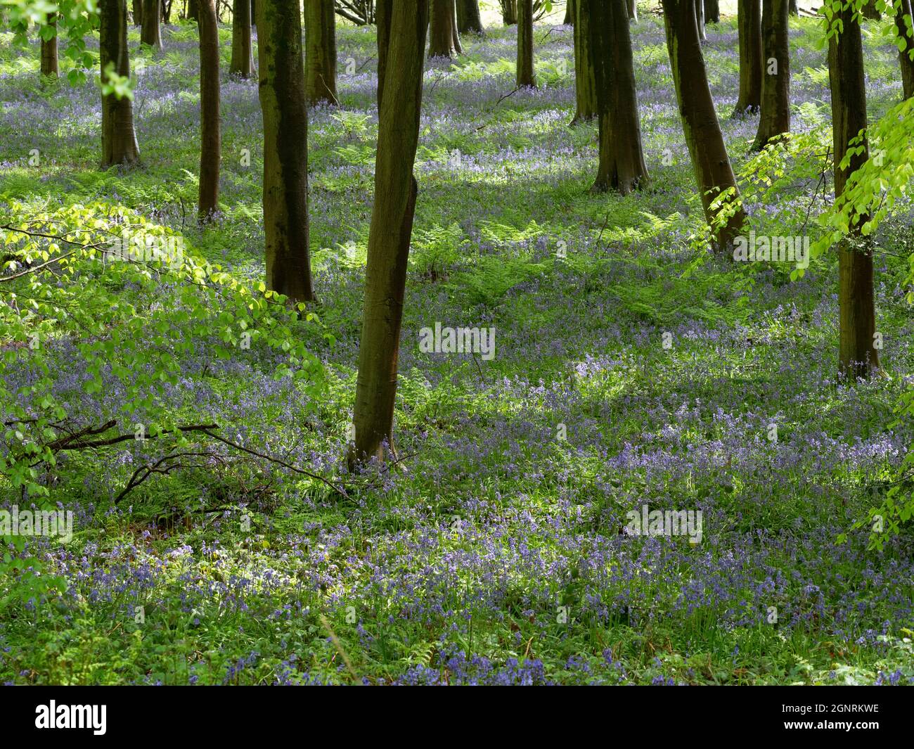 Beech tree (Fagus sylvatica) and Bluebells (Hyacinthoides non-scripta), Denge Woodlands, Kent UK Stock Photo