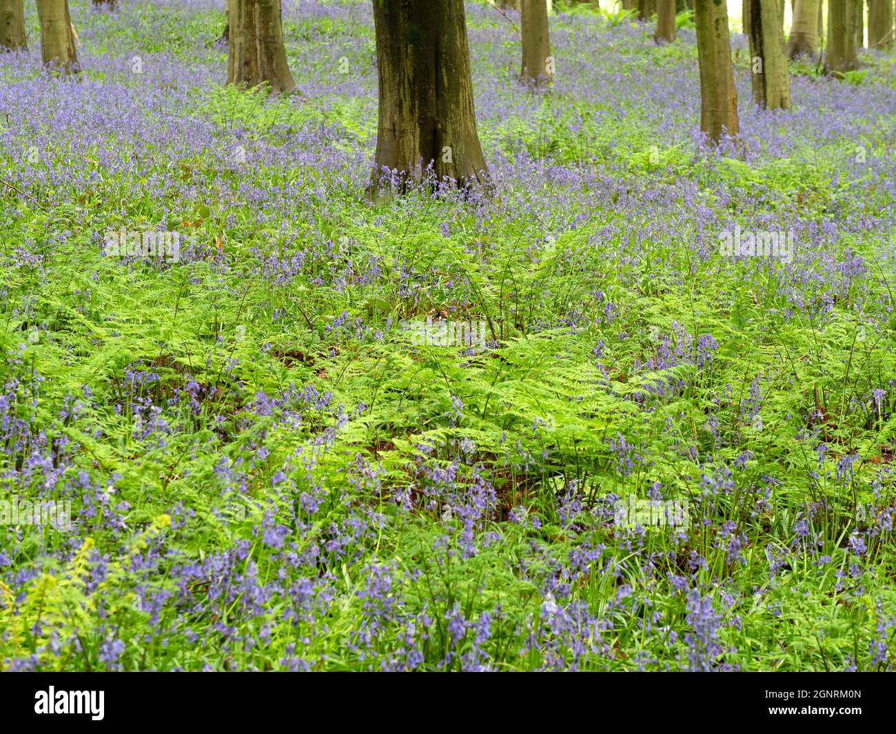Beech tree (Fagus sylvatica) and Bluebells (Hyacinthoides non-scripta), Denge Woodlands, Kent UK Stock Photo