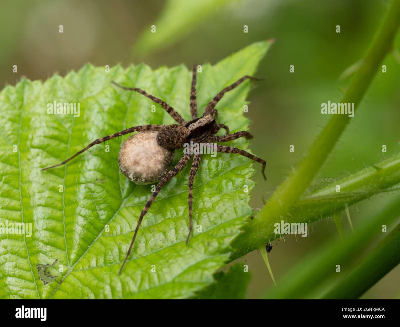 Nurturing Hi res Stock Photography And Images Alamy nurturing-hi-res-stock-photography-and-images-alamy