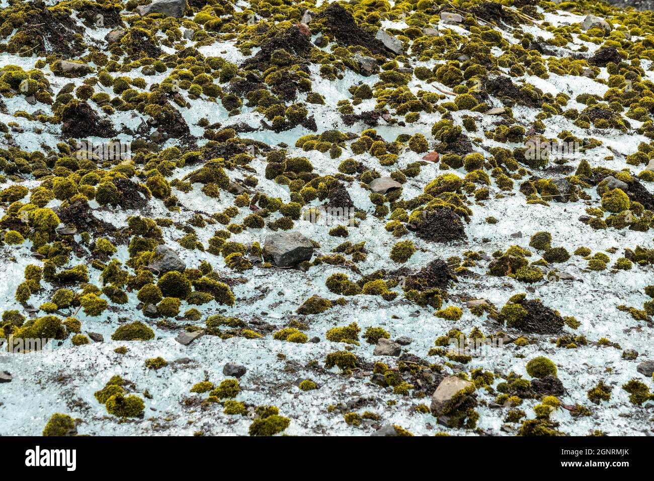 Glacier mice moving moss balls on Vatnajokull glacier near Skaftafell,Iceland Stock Photo