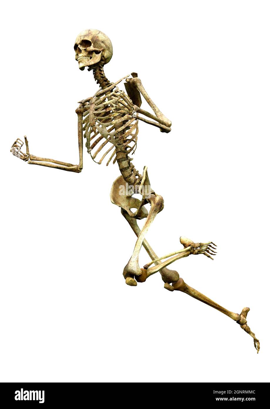 3D rendering of a human skeleton isolated on white background Stock ...