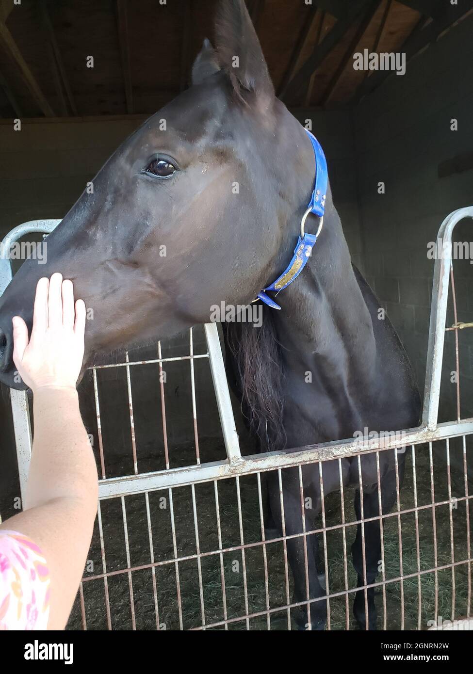 Petting a Horse in a Stall Stock Photo Alamy
