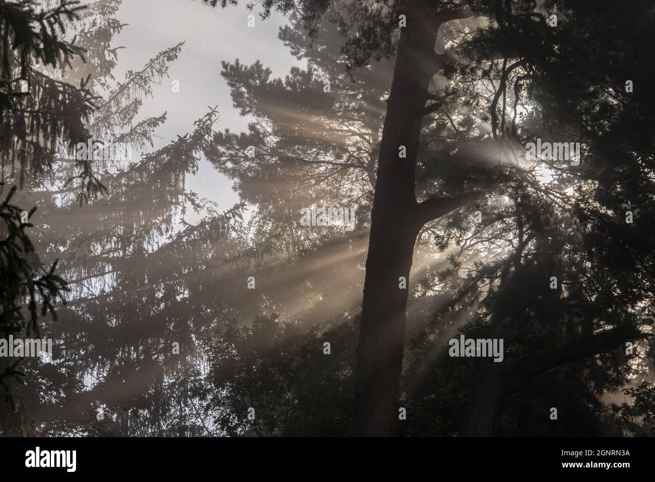 Lichtspiel im Wald an einem nebligen Morgen - when the morning light plays in the trees on a misty morning Stock Photo