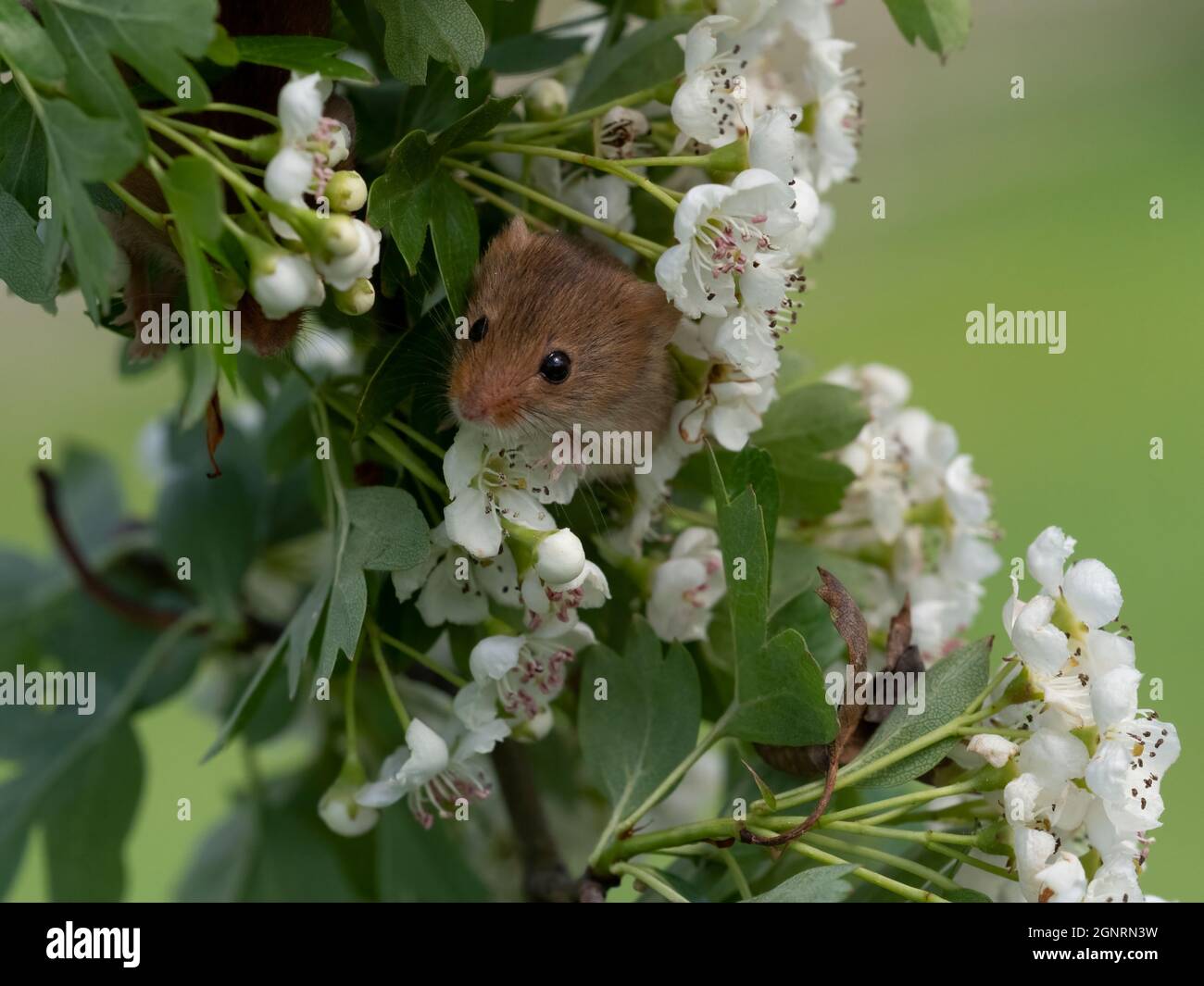 Eurasian Harvest Mouse (Micromys minutus) climbing up Hawthorn tree branch (Crataegus monogyna) UK Stock Photo