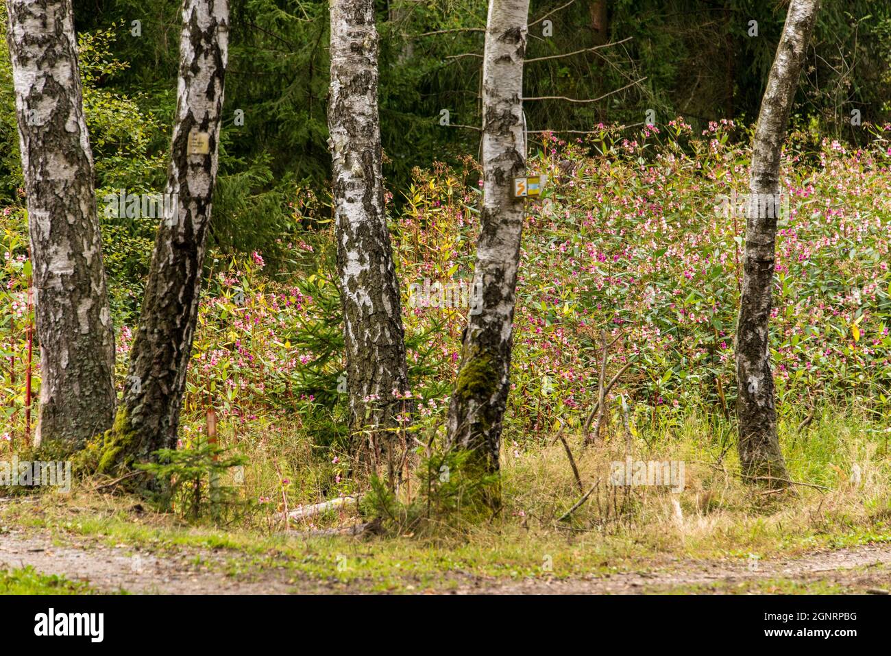 Invasive Art: Springkraut, in vielen bayerischen Wäldern heimisch - Invasive species: Impatiens glandulifera, a common sight in Bavarian forests Stock Photo