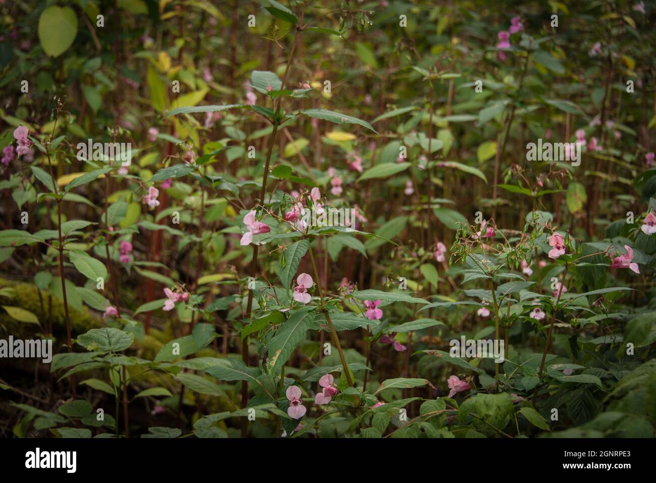 Invasive Art: Springkraut, in vielen bayerischen Wäldern heimisch - Invasive species: Impatiens glandulifera, a common sight in Bavarian forests Stock Photo