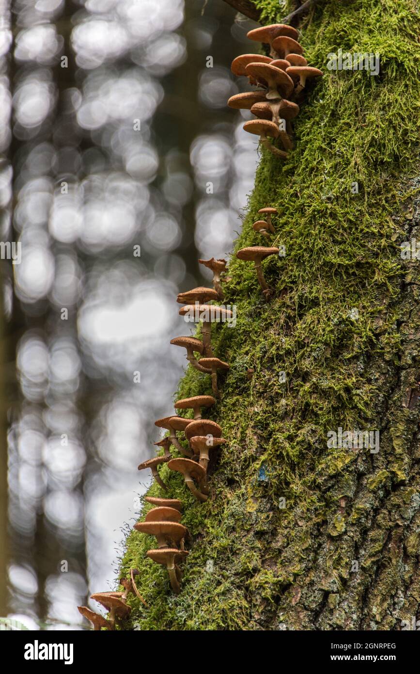 Fungi growing on a tree in a Bavarian forest Stock Photo
