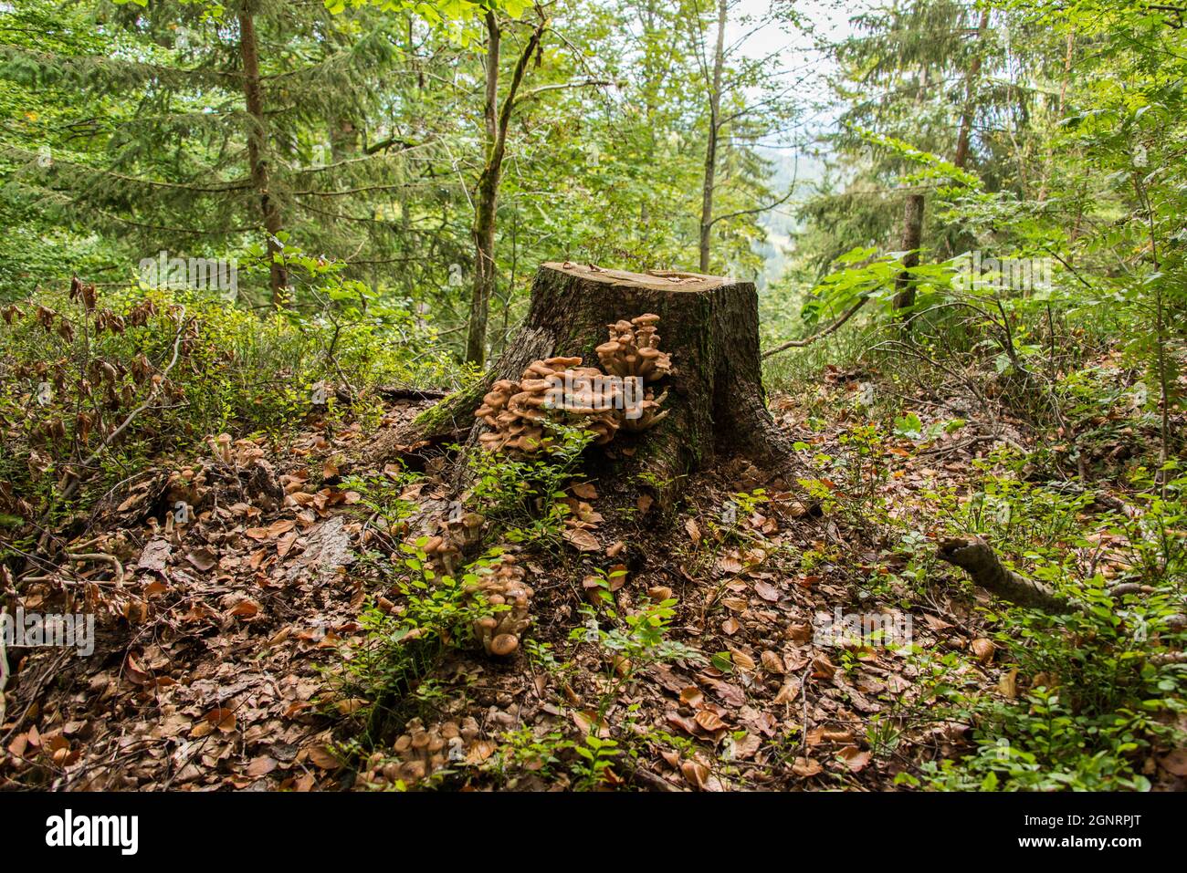 Mit Pilzen bewachsener Baumstumpf in einem bayerischen Wald - stump overgrown with mushrooms in a Bavarian forest Stock Photo