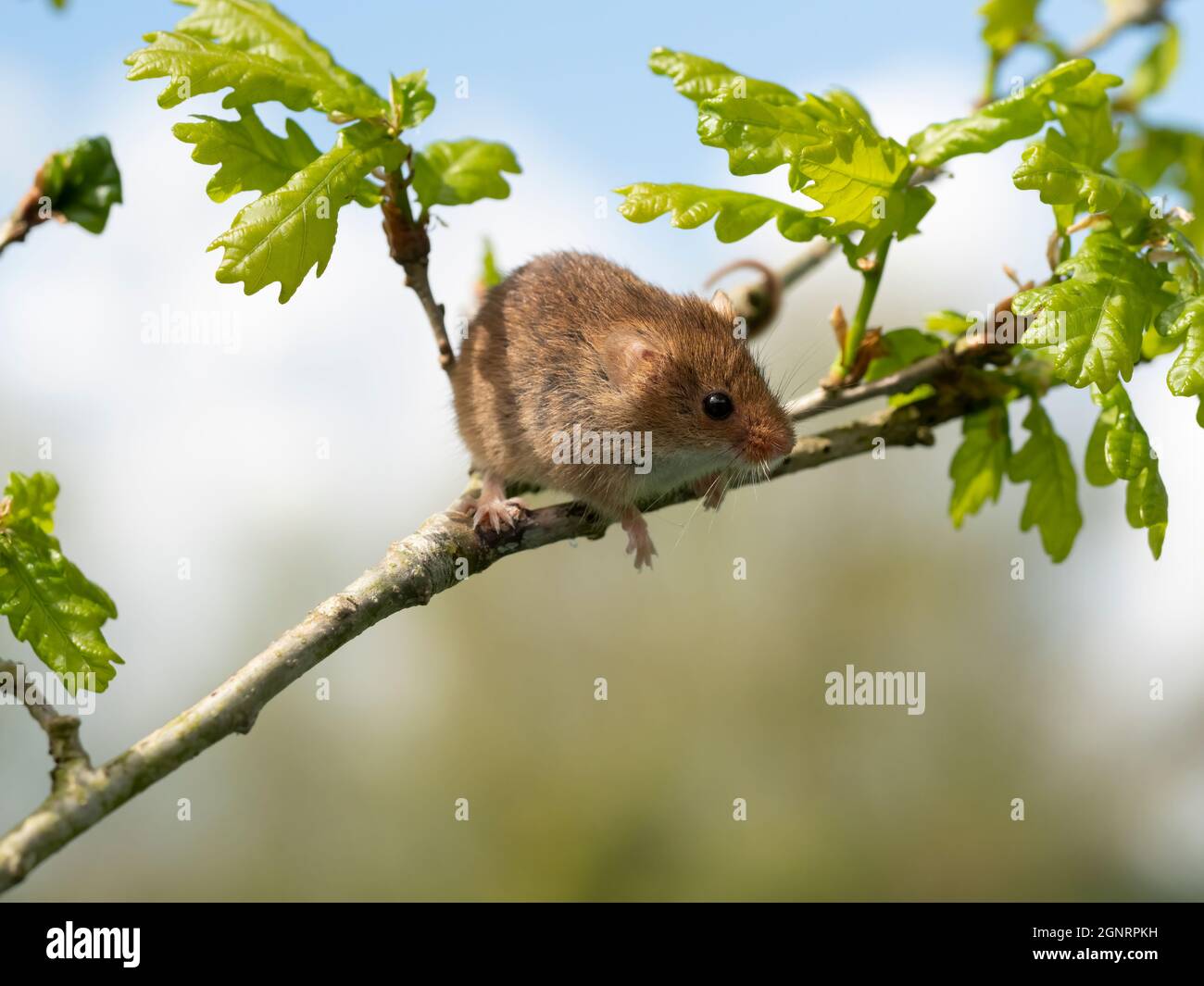 Eurasian Harvest Mouse (Micromys minutus) climbing on Oak Tree branch