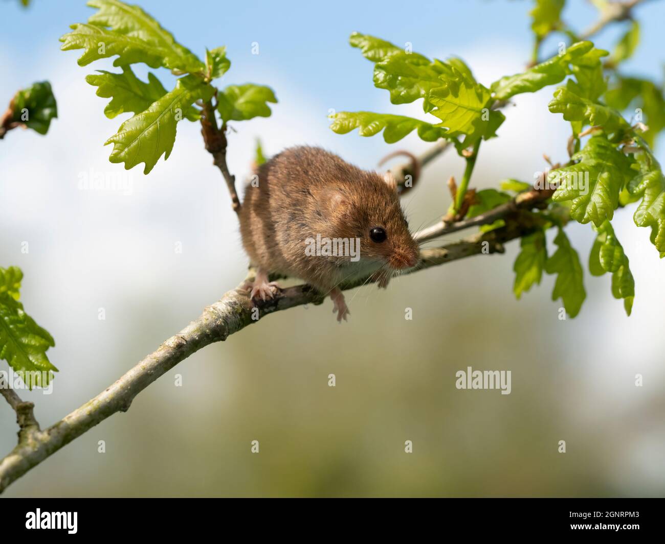 Eurasian Harvest Mouse (Micromys minutus) climbing on Oak Tree branch