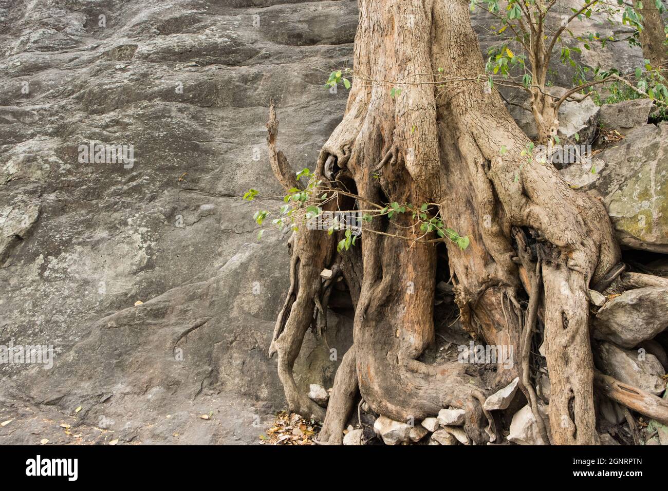 The tree with the cliff Stock Photo - Alamy