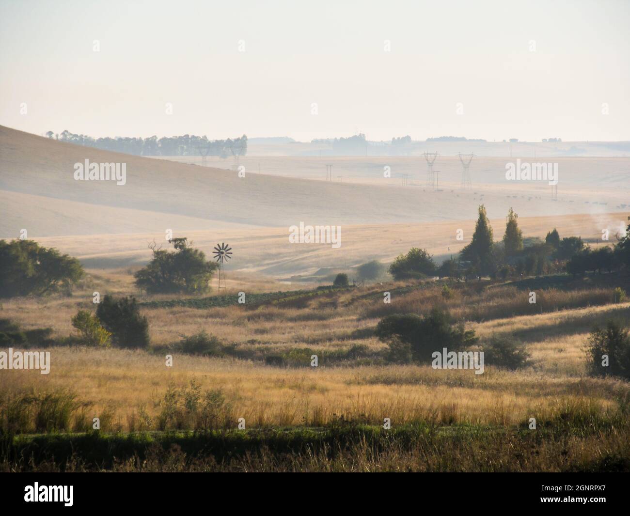 View over the golden grass in the Mpumalanga Highveld, of South Africa, in the early morning Stock Photo