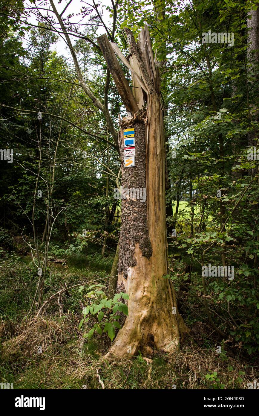Goldsteig Wegweiser an einem geborstenen Baum - markers for Goldsteig hiking trail on a cracked tree. Stock Photo