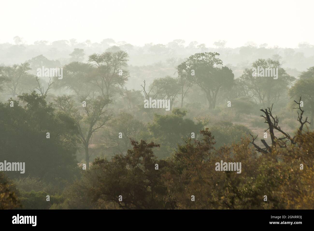 Hazy morning view over the woodland of the Southern part of the Kruger National Park, South Africa Stock Photo
