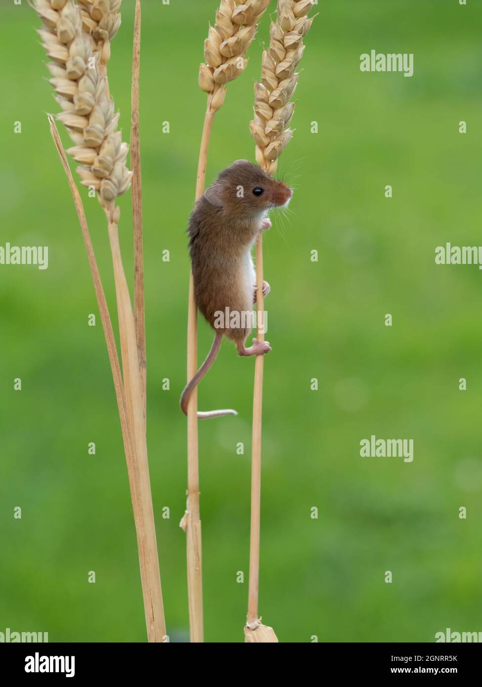 Eurasian Harvest Mouse (Micromys minutus) climbing up wheat seed head (Elymus or Elytrigia sp) UK Stock Photo