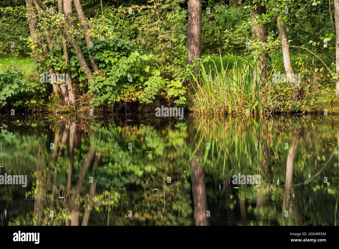 Reflection on one of the many fish ponds in the Upper Palatinate district of Bavaria Stock Photo