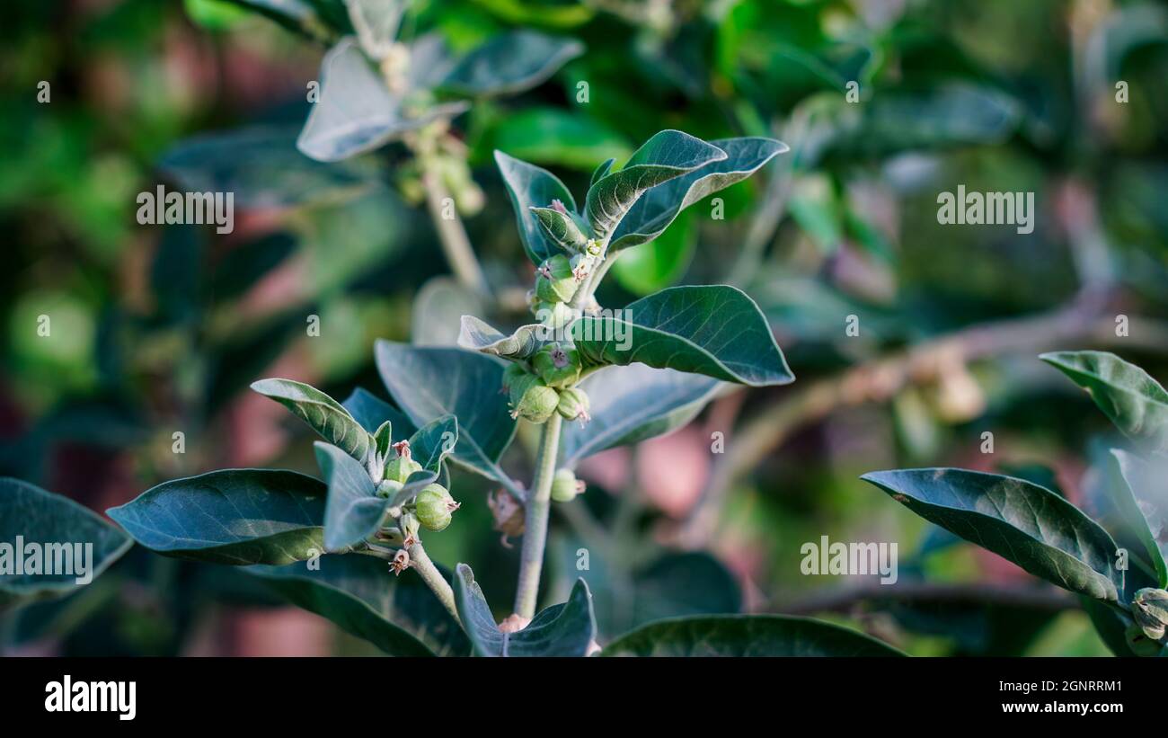 Withania somnifera plant known as Ashwagandha. Indian ginseng herbs, poison gooseberry, or winter cherry. Ashwagandha Benefits For Weight Loss Stock Photo