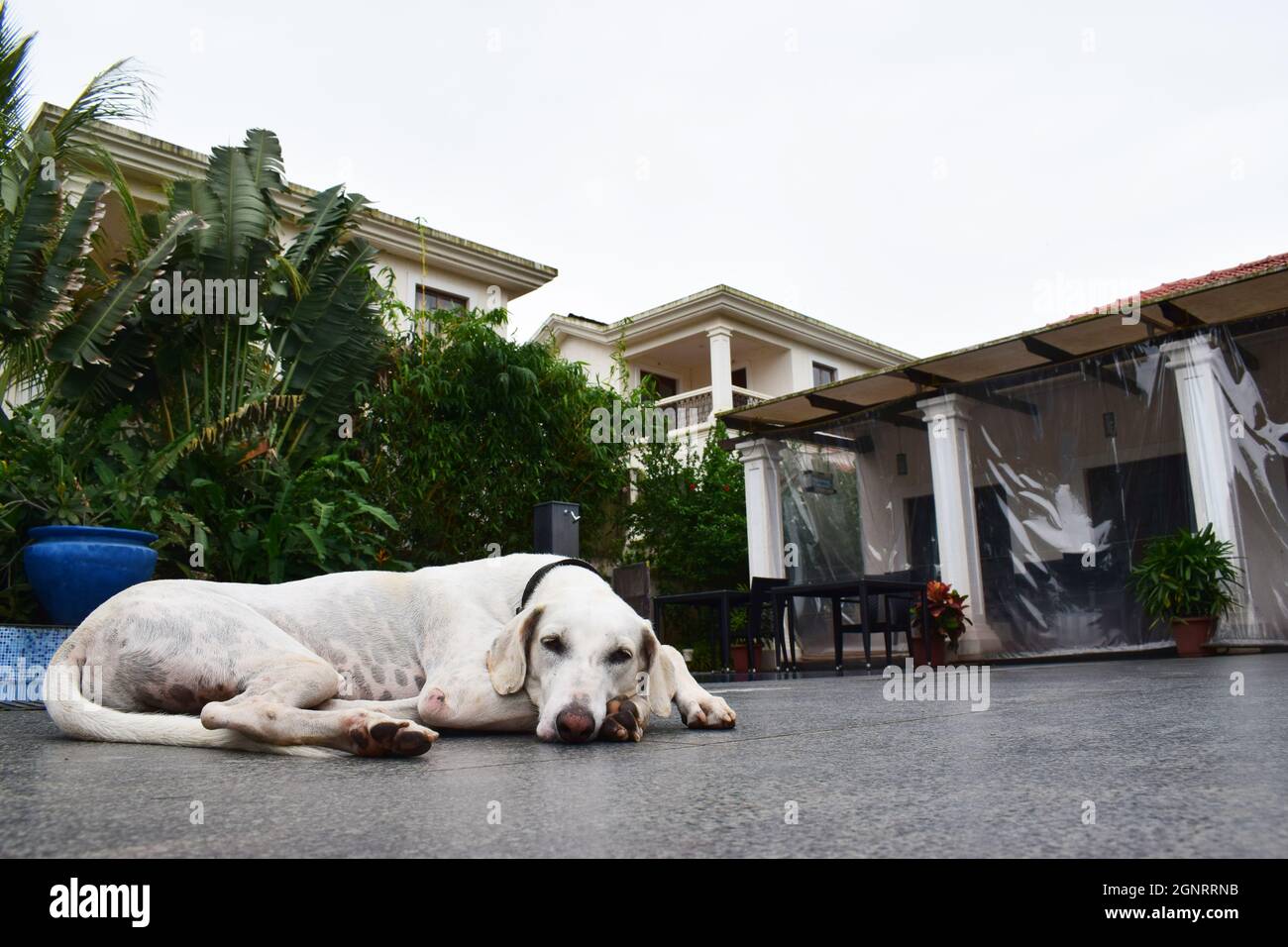 loyal pet dog lying sadly and waiting Stock Photo