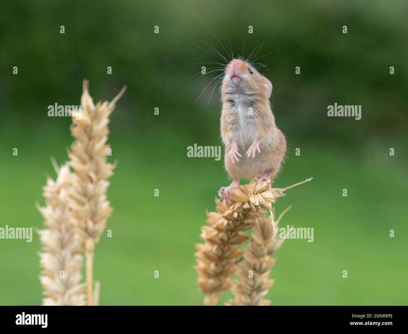 Eurasian Harvest Mouse (Micromys minutus) climbing up wheat seed head (Elymus or Elytrigia sp) UK Stock Photo