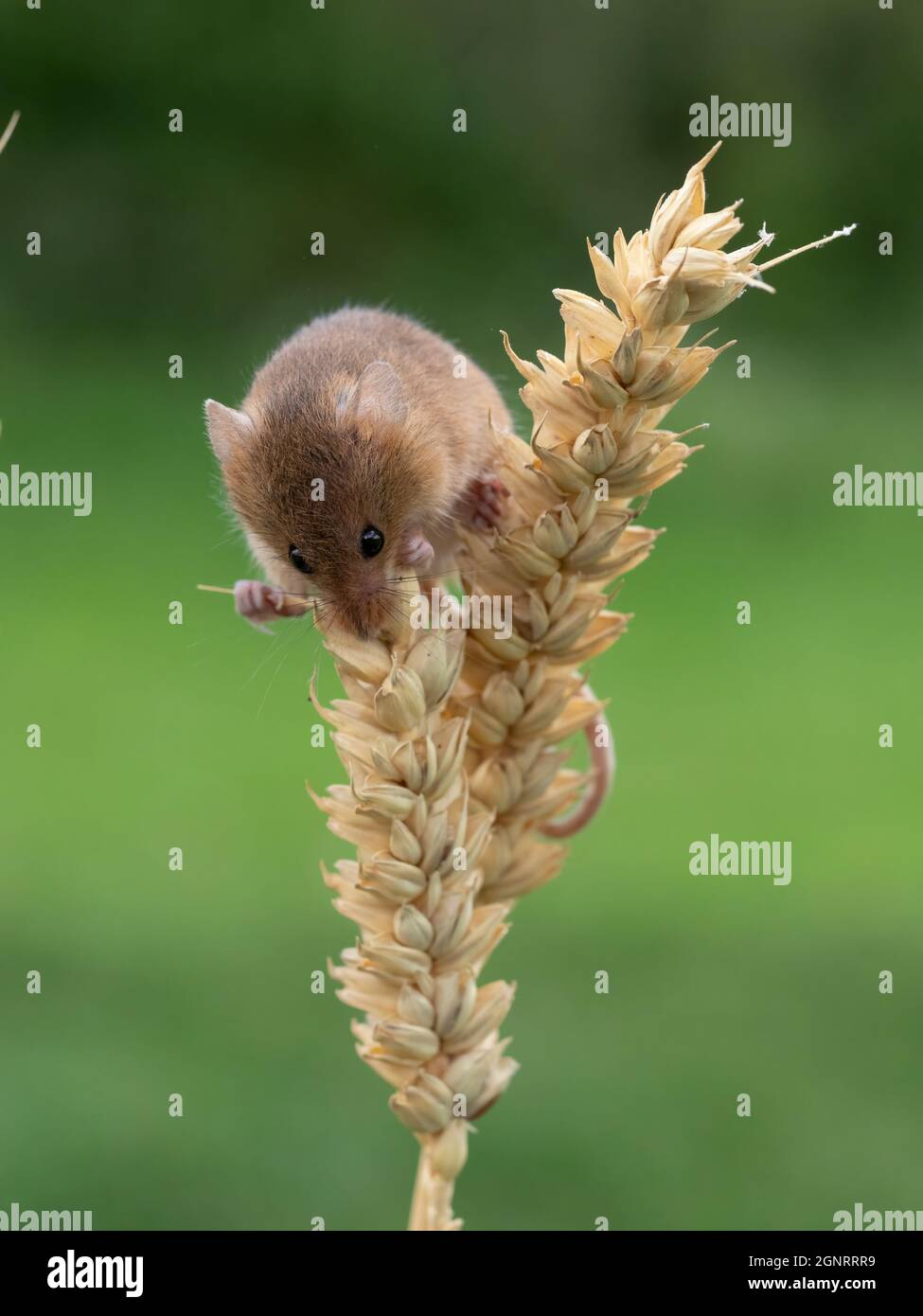 Eurasian Harvest Mouse (Micromys minutus) climbing up wheat seed head (Elymus or Elytrigia sp) UK Stock Photo