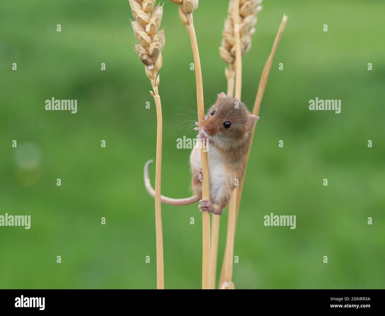 Eurasian Harvest Mouse (Micromys minutus) climbing up wheat seed head (Elymus or Elytrigia sp) UK Stock Photo