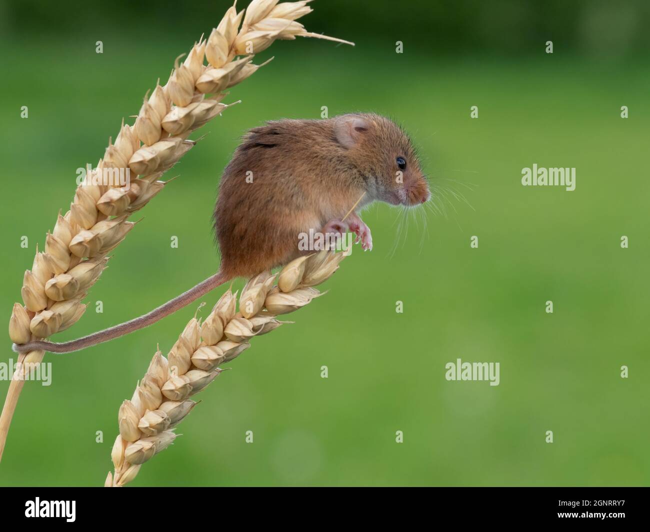 Eurasian Harvest Mouse (Micromys minutus) climbing up wheat seed head (Elymus or Elytrigia sp) UK Stock Photo