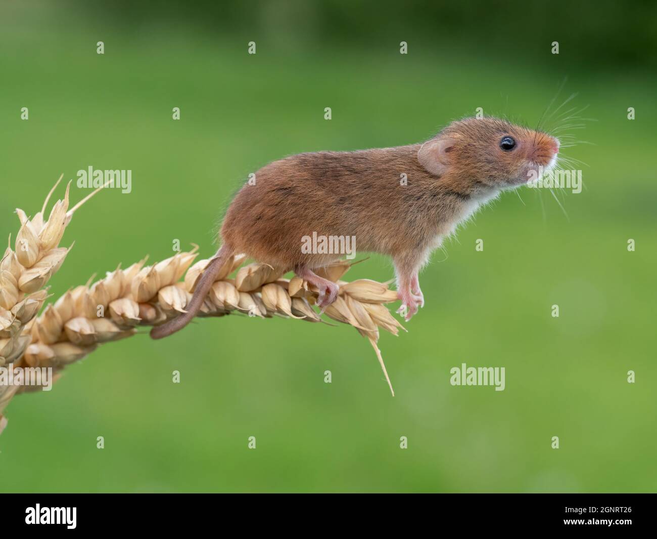 Eurasian Harvest Mouse (Micromys minutus) climbing up wheat seed head (Elymus or Elytrigia sp) UK Stock Photo