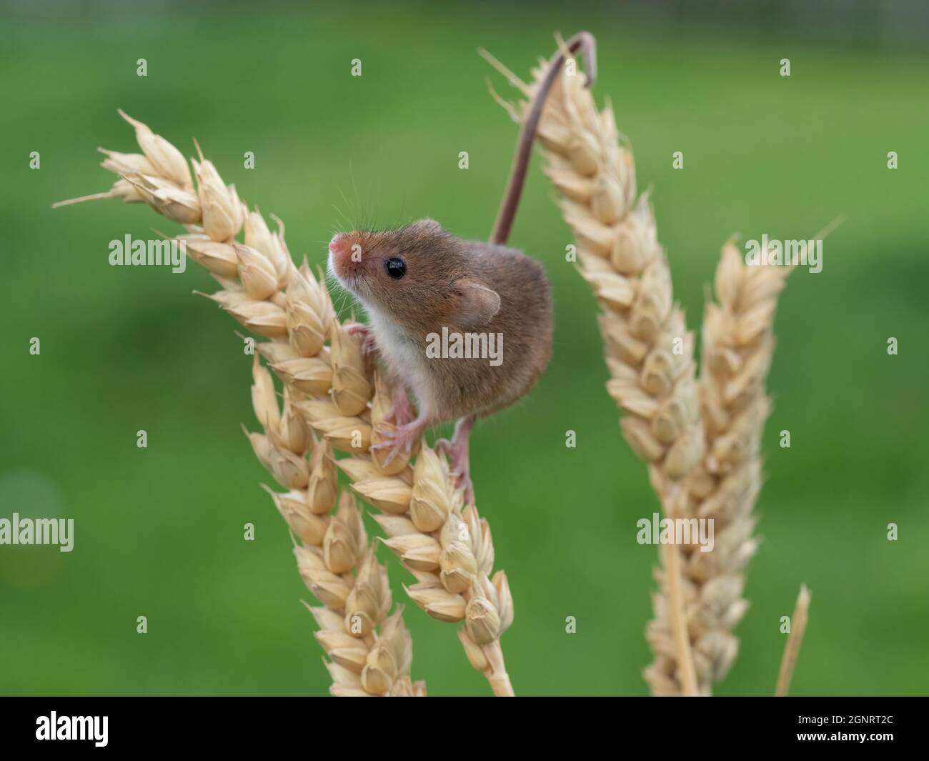 Eurasian Harvest Mouse (Micromys minutus) climbing up wheat seed head (Elymus or Elytrigia sp) UK Stock Photo