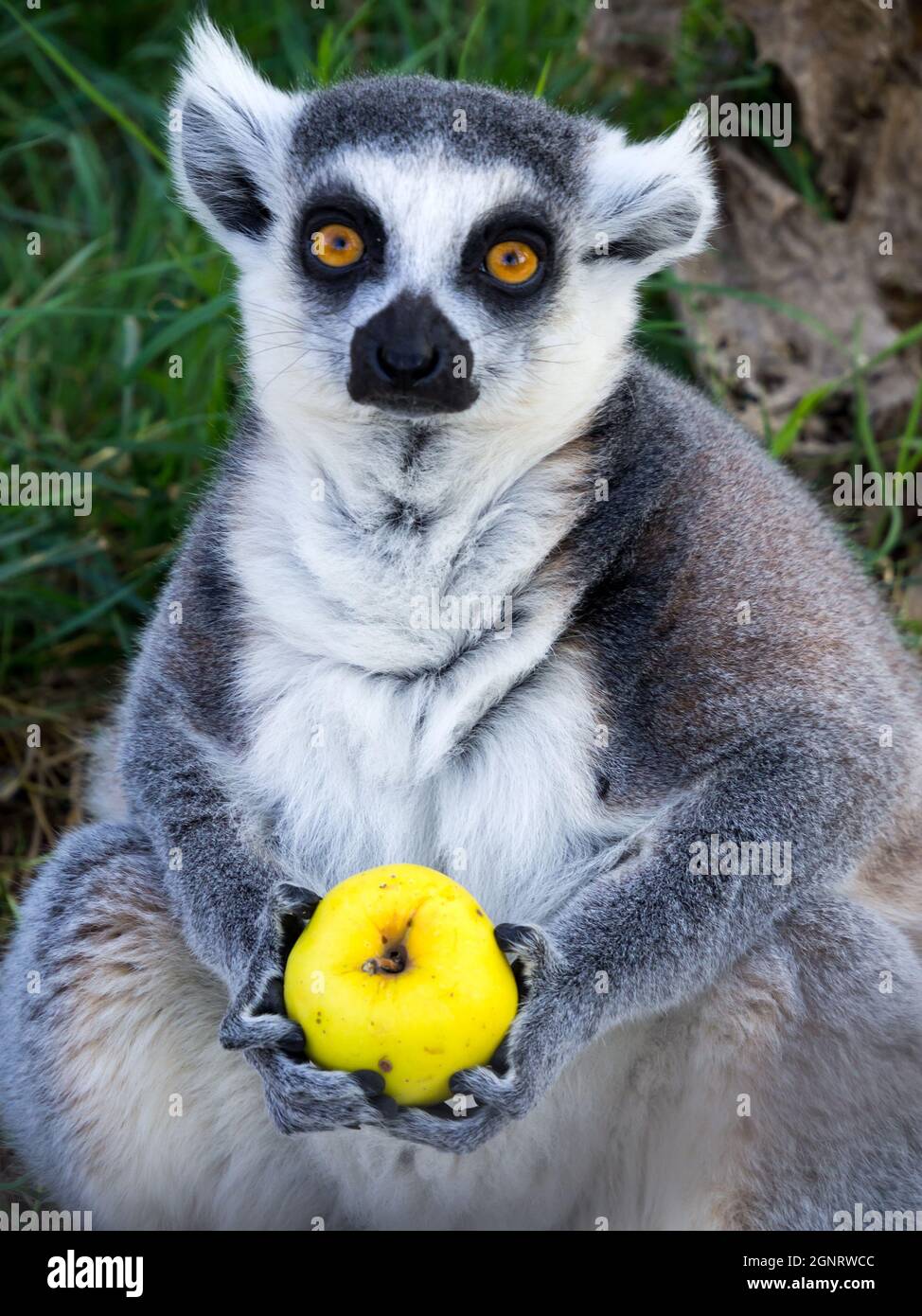 Ring tailed Lemur Holds A Fruit In Its Paws Stock Photo Alamy ring-tailed-lemur-holds-a-fruit-in-its-paws-stock-photo-alamy