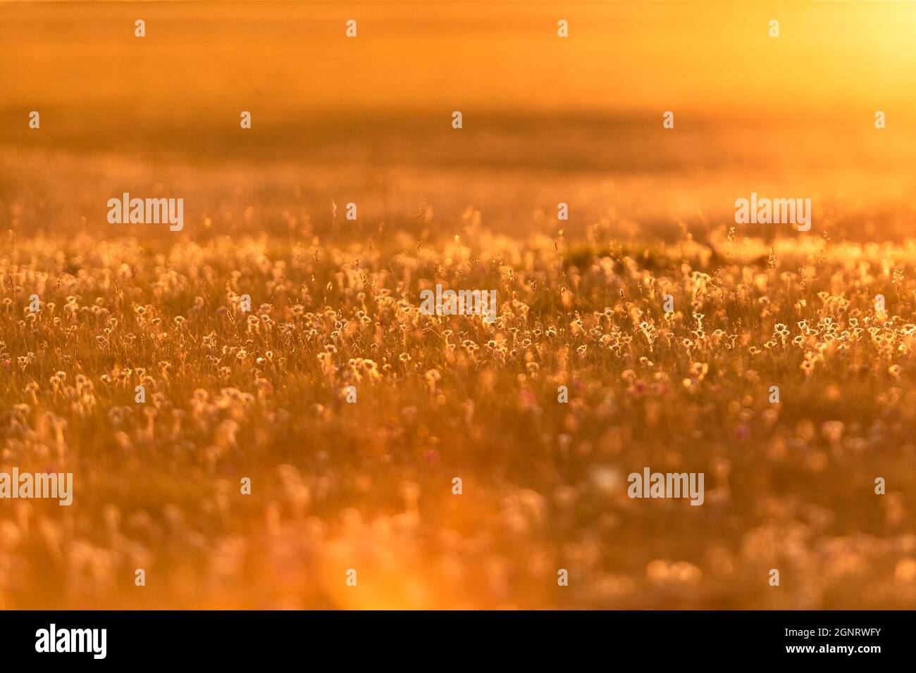meadow in golden sunset light  Stock Photo