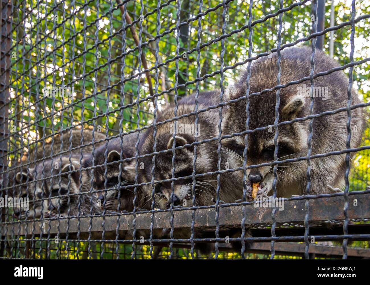 Multiple Raccoons Raccoons eating hi-res stock photography and images - Alamy