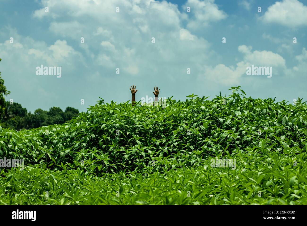 The biggest jute plant and ewedu leaf are mallow leaf, Jute leaf