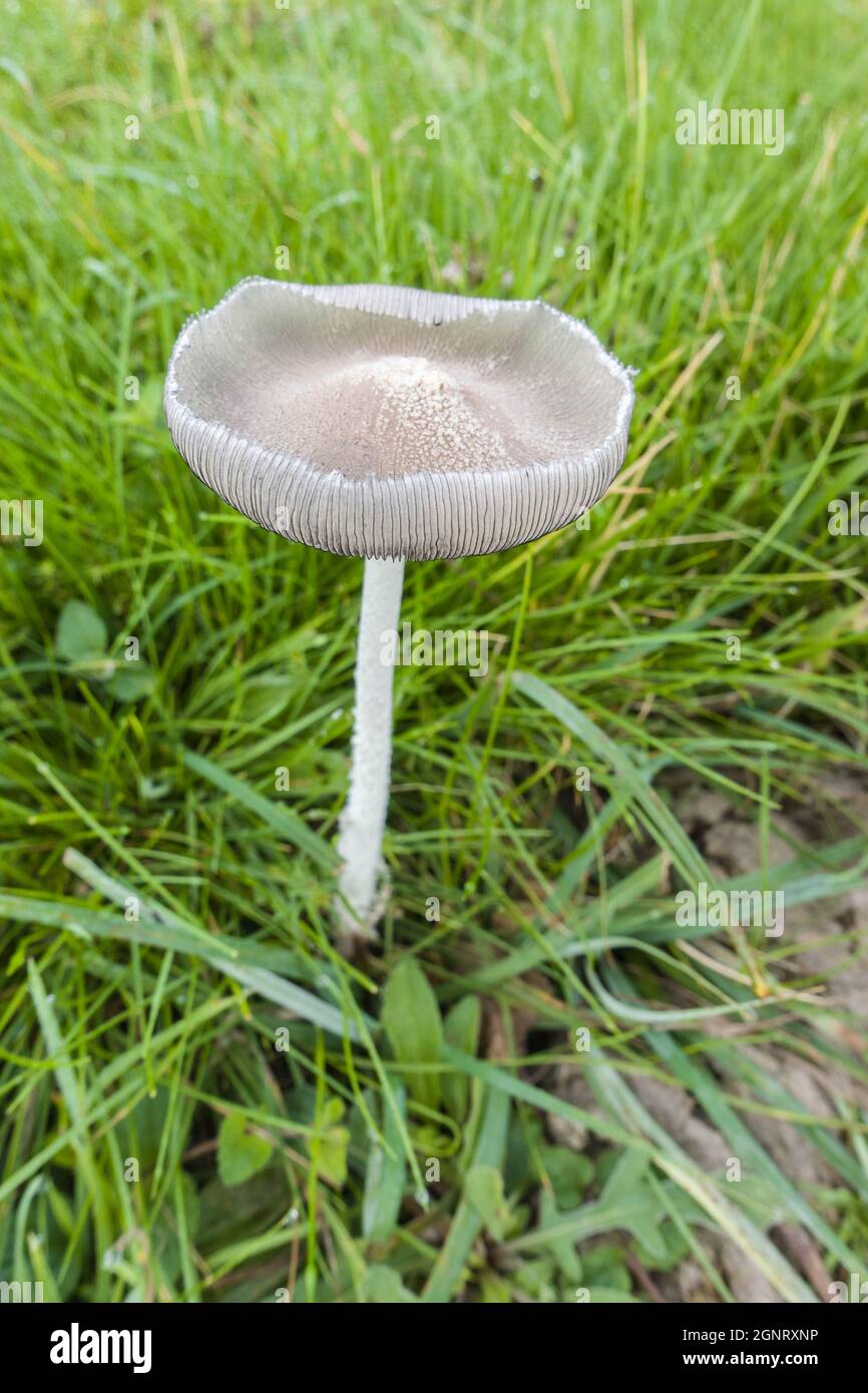 Hare's-foot Inkcap (Coprinopsis lagopus) growing on a nature reserve in the Herefordshire UK countryside. September 2021. Stock Photo