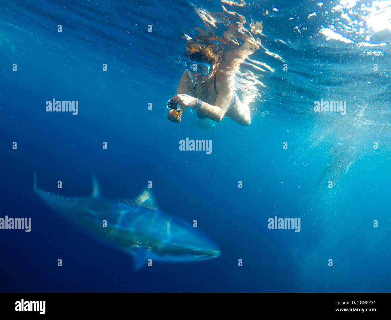 Tuna Tour in L´Ametlla de Mar Tarragona Catalonia Spain.  You can swim among hundreds of Mediterranean Bluefin tuna.  The pool where the activity take Stock Photo