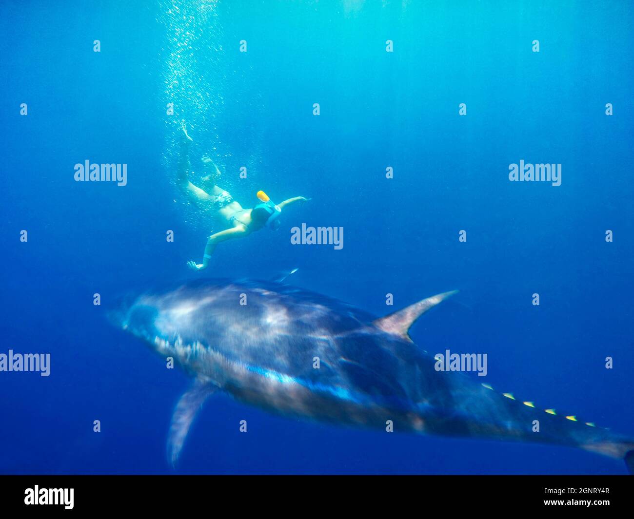 Tuna Tour in L´Ametlla de Mar Tarragona Catalonia Spain.  You can swim among hundreds of Mediterranean Bluefin tuna.  The pool where the activity take Stock Photo