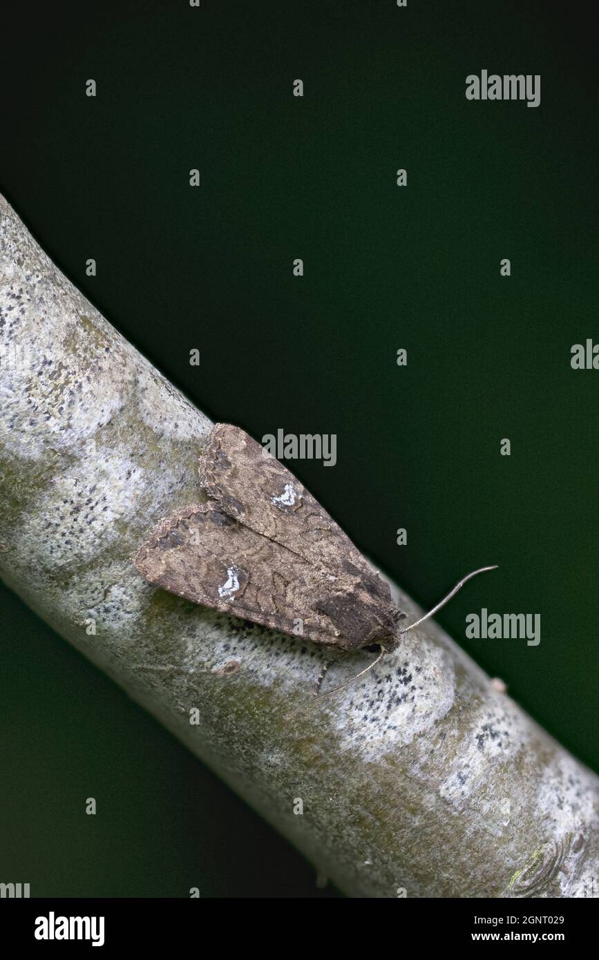 Common rustic agg hi-res stock photography and images - Alamy