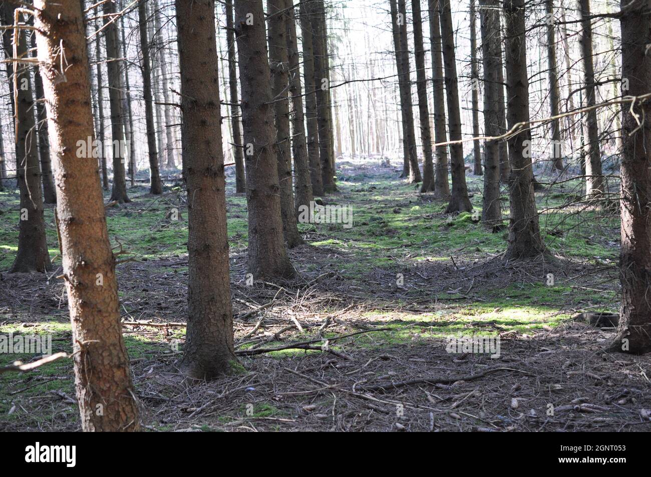 junger plantagenwald mit sonne im winter Stock Photo