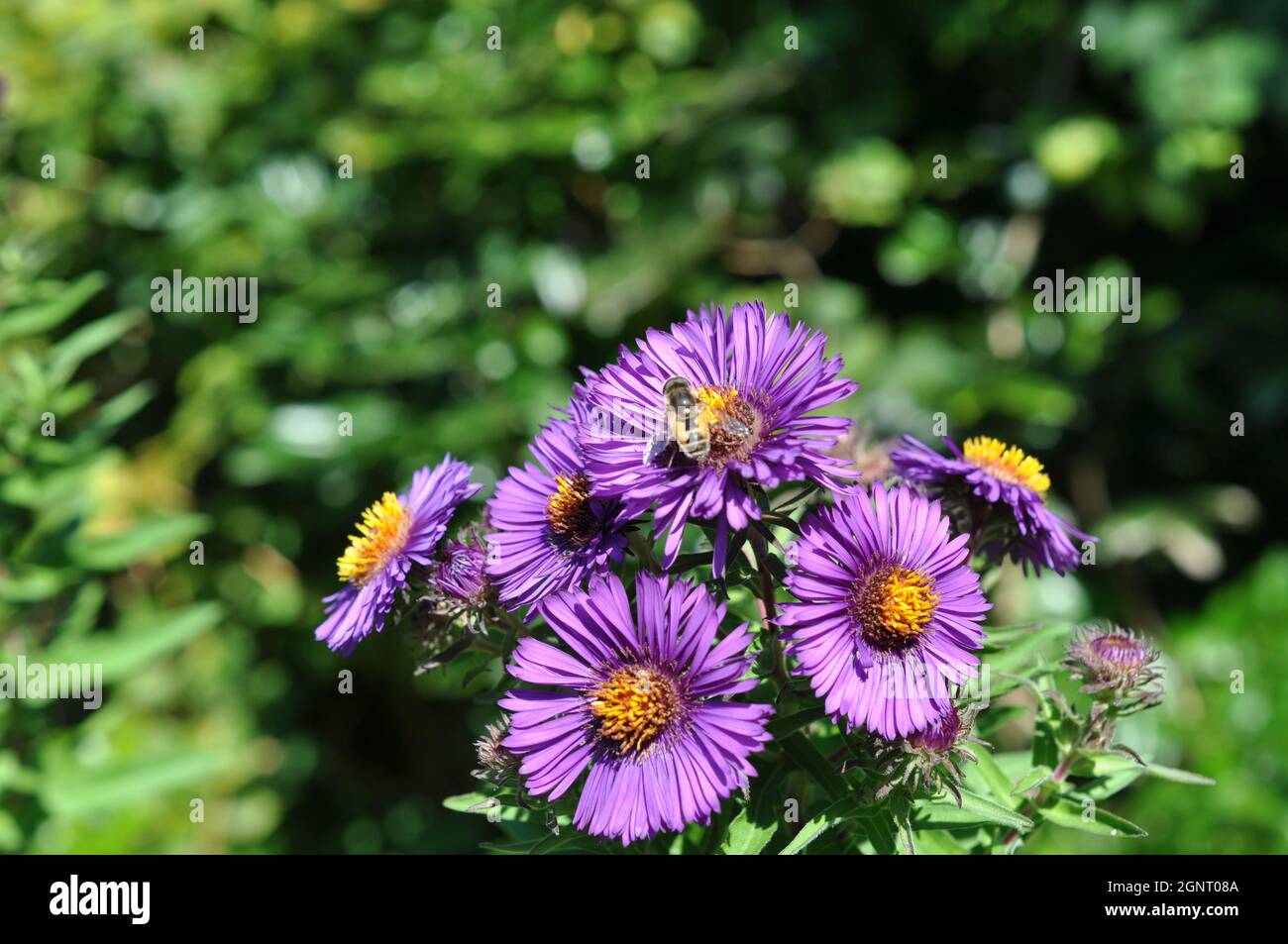 Detail of purple autumn aster with bee Stock Photo