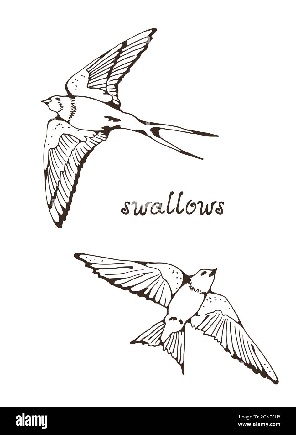 Swallow and House Martin birds vector set, hand drawn collection Stock Vector Image & Art Alamy