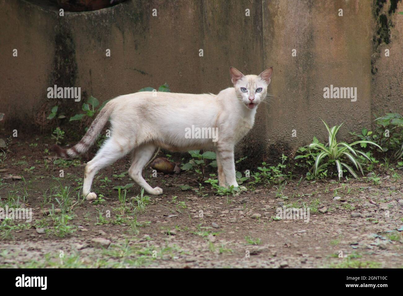 Skinny white store cat