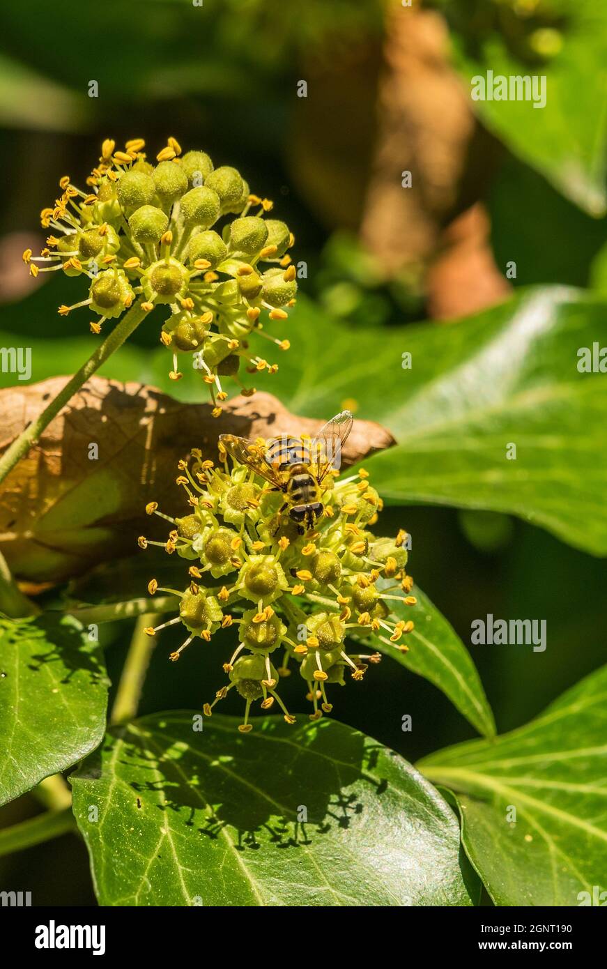 Bee collects nectar on the blossom of Hedera helix Stock Photo