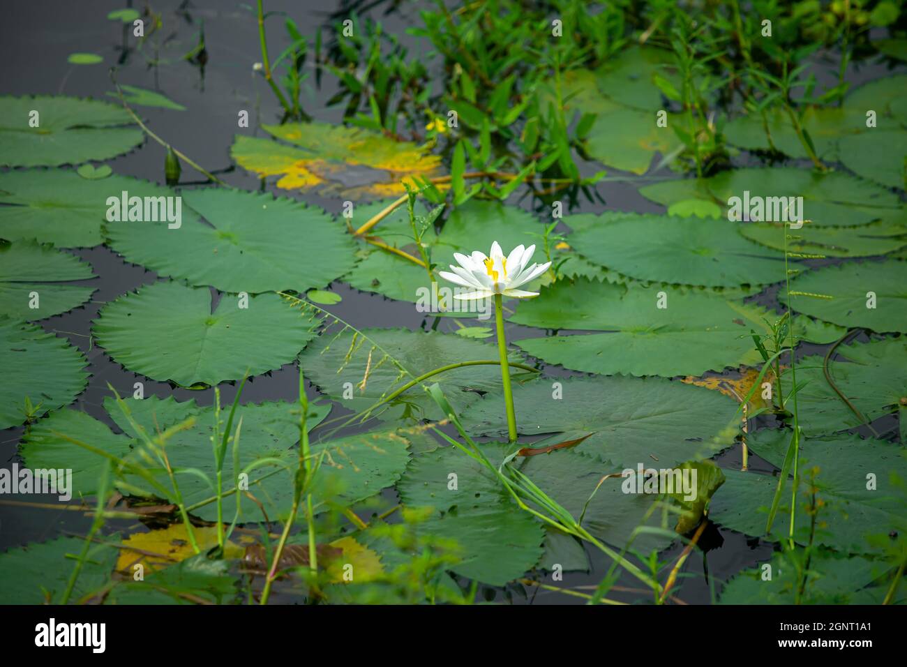 Water Lily (Nymphaeaceae, water lilies, lilly) blooming in pond. Rivers and ponds are filled with white water lilies during the rainy season. The nati Stock Photo