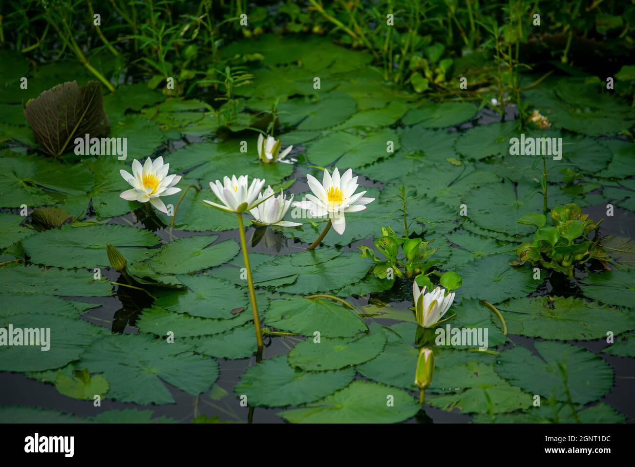 Water Lily (Nymphaeaceae, water lilies, lilly) blooming in pond. Rivers and ponds are filled with white water lilies during the rainy season. The nati Stock Photo
